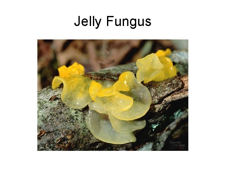 Jelly Fungus 