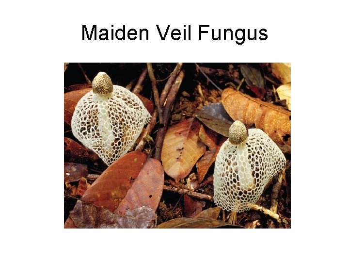 Maiden Veil Fungus 