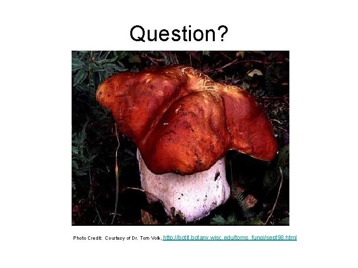 Question? Photo Credit: Courtesy of Dr. Tom Volk, http: //botit. botany. wisc. edu/toms_fungi/sept 98.