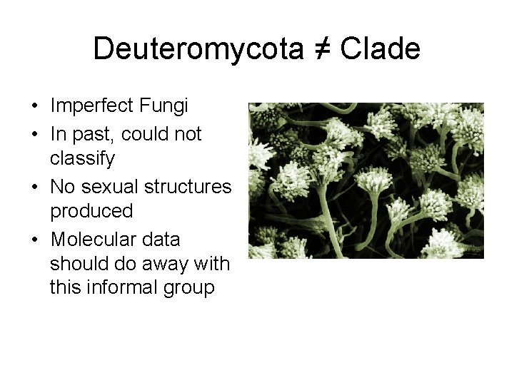 Deuteromycota ≠ Clade • Imperfect Fungi • In past, could not classify • No