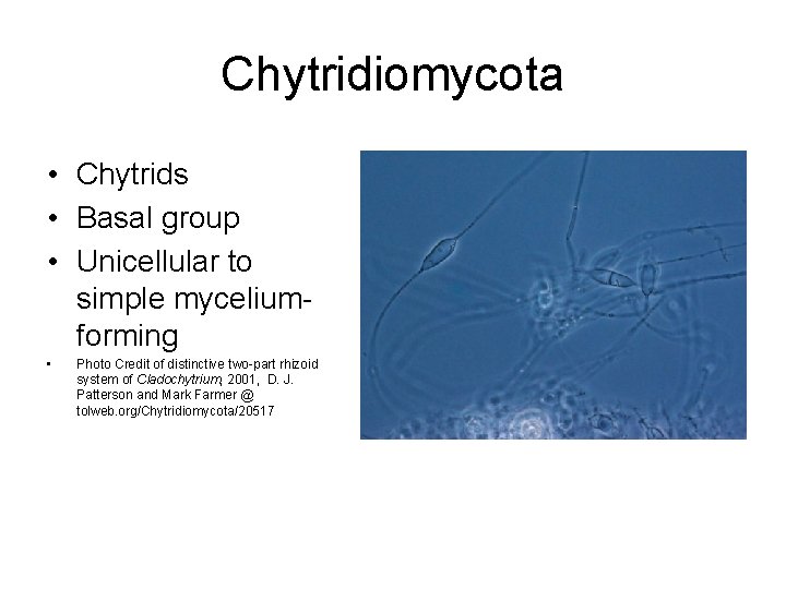 Chytridiomycota • Chytrids • Basal group • Unicellular to simple myceliumforming • Photo Credit