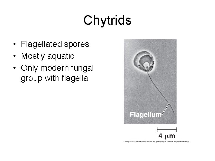 Chytrids • Flagellated spores • Mostly aquatic • Only modern fungal group with flagella