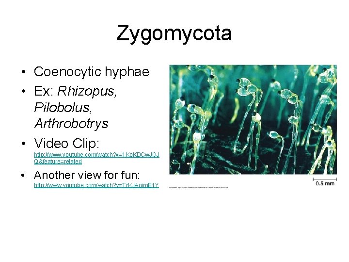 Zygomycota • Coenocytic hyphae • Ex: Rhizopus, Pilobolus, Arthrobotrys • Video Clip: http: //www.