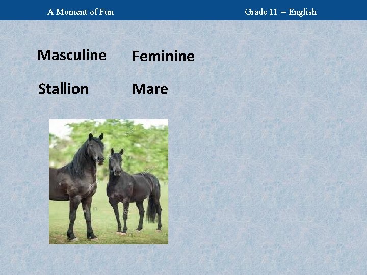 Grade 11 – English A Moment of Fun Masculine Feminine Stallion Mare 