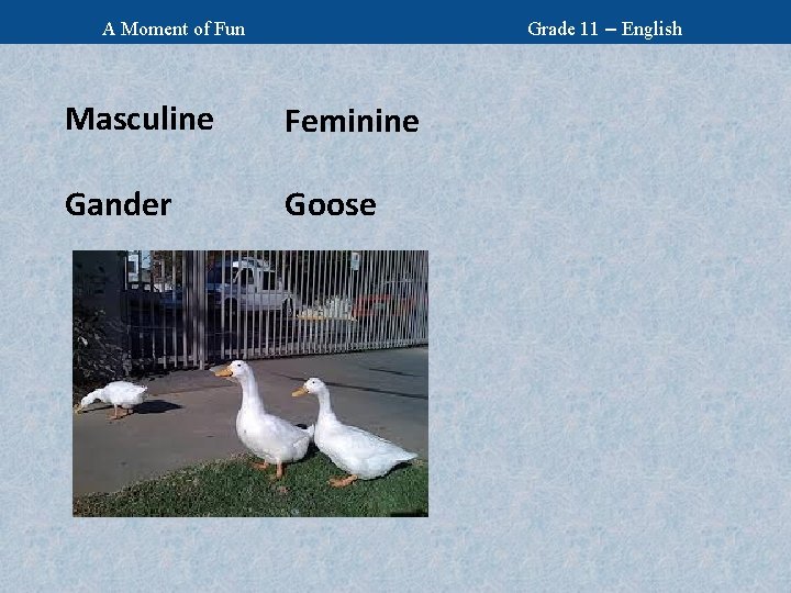 Grade 11 – English A Moment of Fun Masculine Feminine Gander Goose 