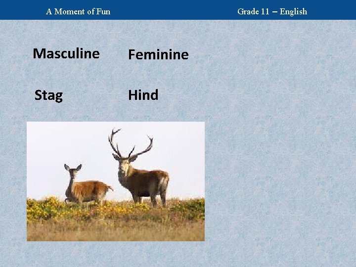 Grade 11 – English A Moment of Fun Masculine Feminine Stag Hind 