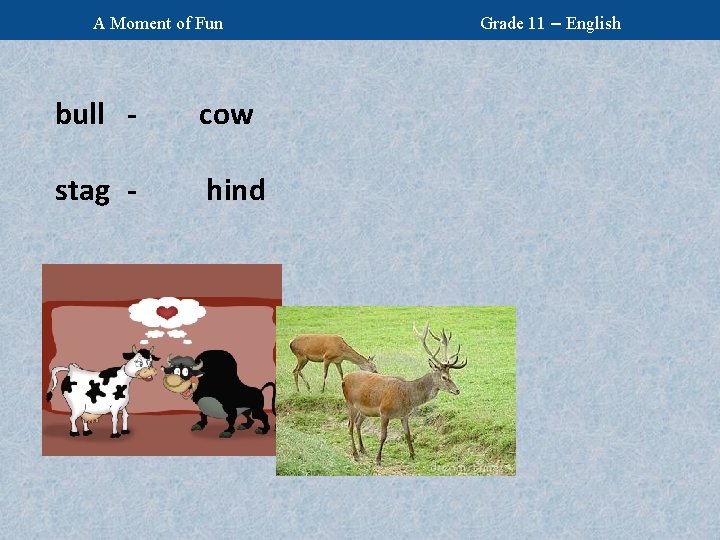 A Moment of Fun bull - cow stag - hind Grade 11 – English