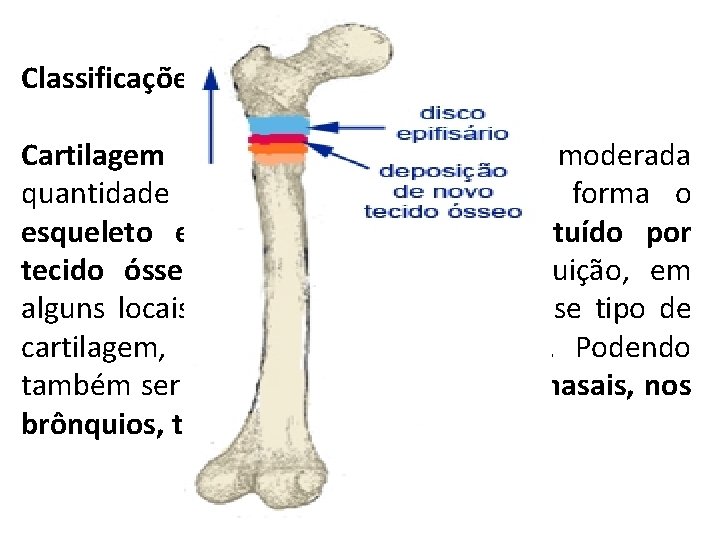 Classificações do TCC Cartilagem hialina: apresenta moderada quantidade de fibras colágenas. Ela forma o