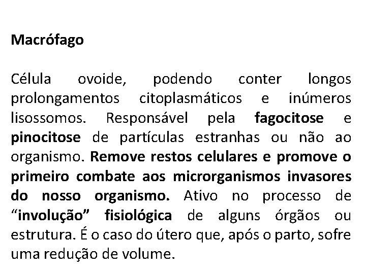 Macrófago Célula ovoide, podendo conter longos prolongamentos citoplasmáticos e inúmeros lisossomos. Responsável pela fagocitose