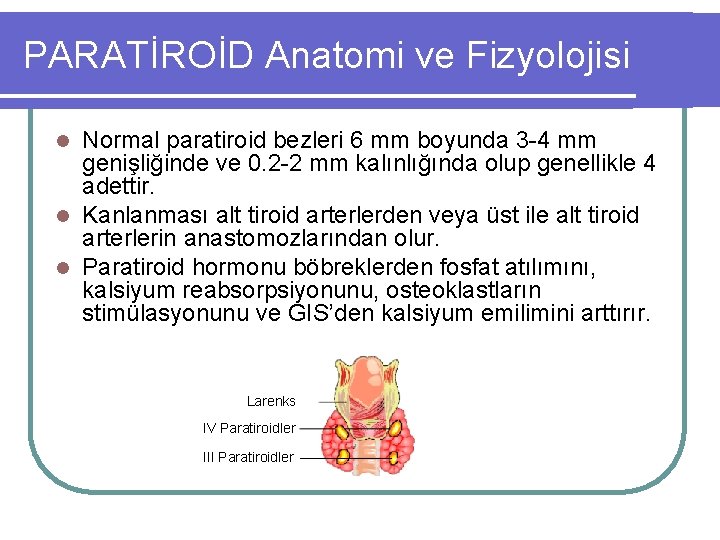 PARATİROİD Anatomi ve Fizyolojisi Normal paratiroid bezleri 6 mm boyunda 3 -4 mm genişliğinde