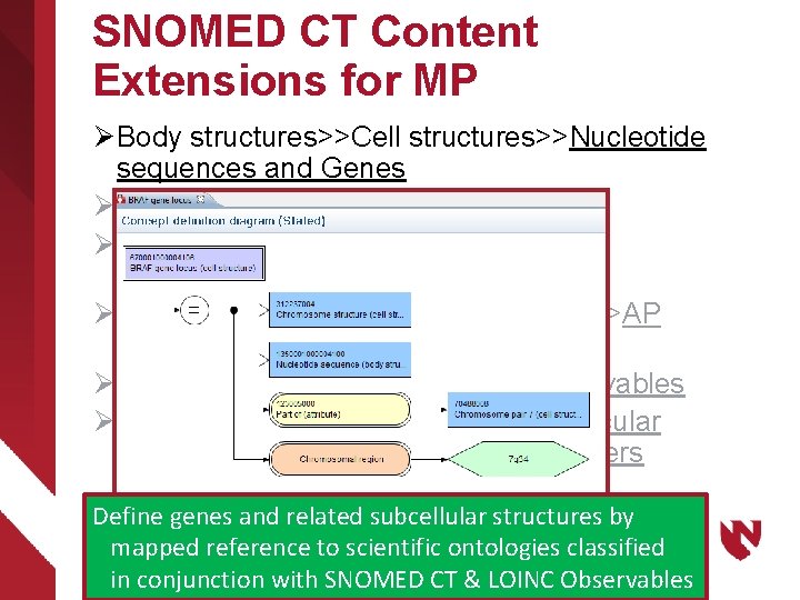 SNOMED CT Content Extensions for MP Ø Body structures>>Cell structures>>Nucleotide sequences and Genes Ø