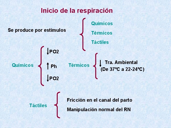 Inicio de la respiración Químicos Se produce por estímulos Térmicos Táctiles PO 2 Químicos