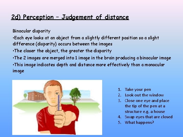 2 d) Perception – Judgement of distance Binocular disparity • Each eye looks at