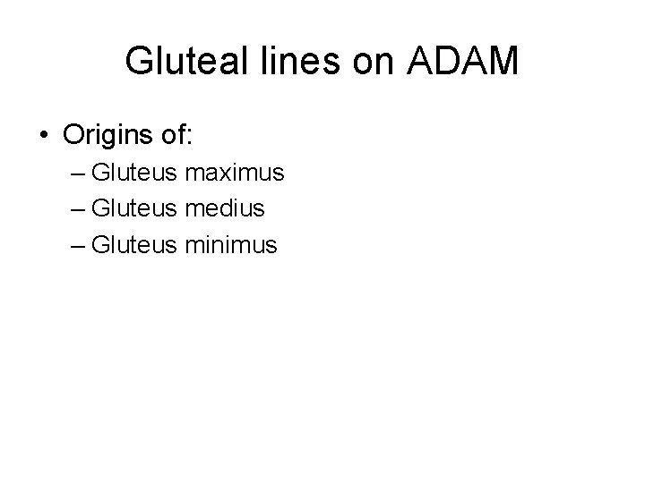 Gluteal lines on ADAM • Origins of: – Gluteus maximus – Gluteus medius –