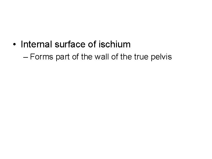  • Internal surface of ischium – Forms part of the wall of the