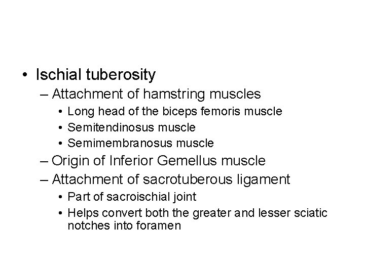  • Ischial tuberosity – Attachment of hamstring muscles • Long head of the