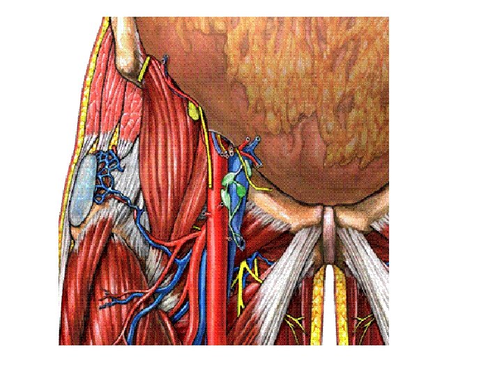 Femoral triangle fig 