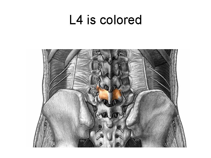 L 4 is colored 
