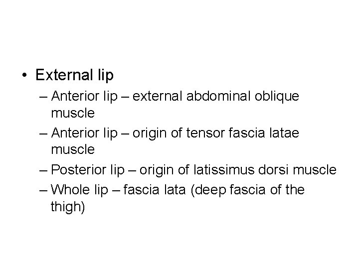 • External lip – Anterior lip – external abdominal oblique muscle – Anterior