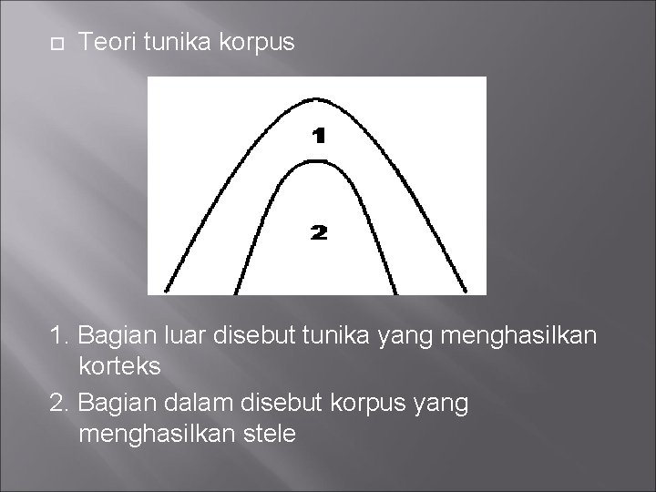  Teori tunika korpus 1. Bagian luar disebut tunika yang menghasilkan korteks 2. Bagian