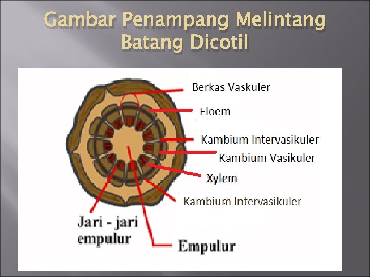 Gambar Penampang Melintang Batang Dicotil 