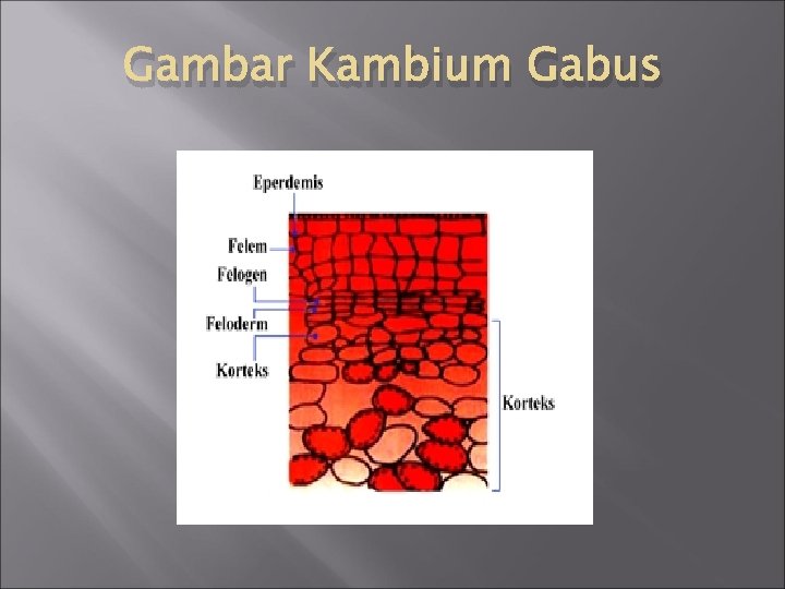 Gambar Kambium Gabus 