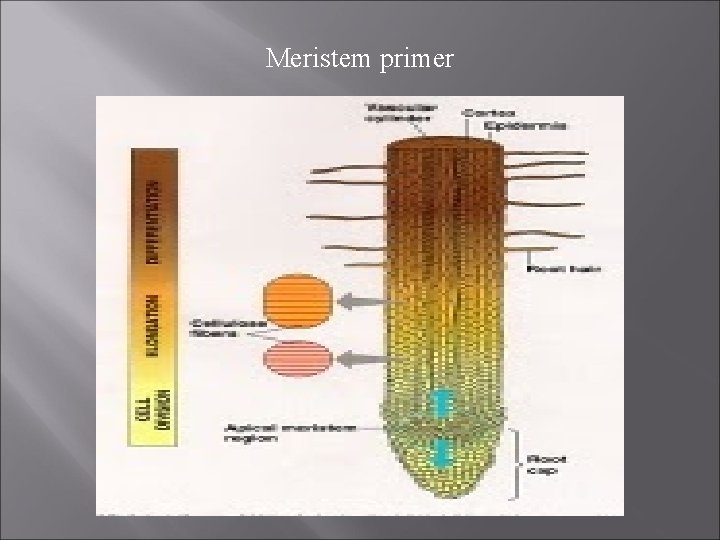 Meristem primer 