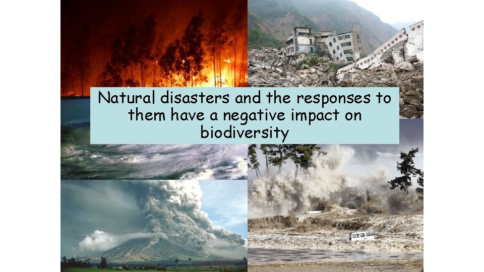 Natural disasters and the responses to them have a negative impact on biodiversity 