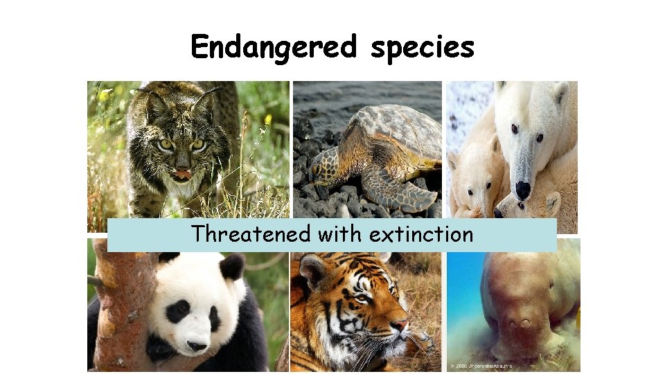 Endangered species Threatened with extinction 