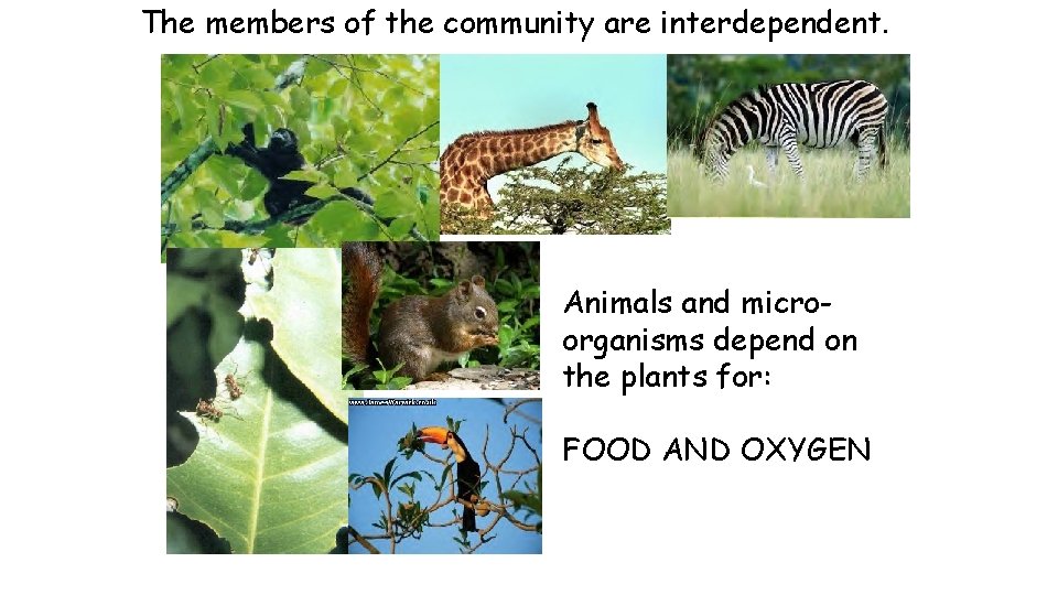 The members of the community are interdependent. Animals and microorganisms depend on the plants