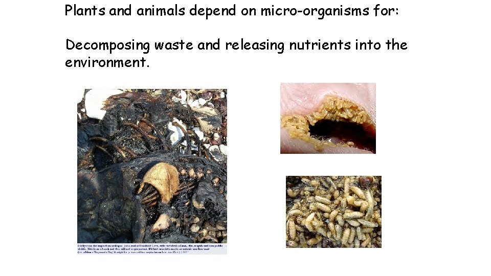 Plants and animals depend on micro-organisms for: Decomposing waste and releasing nutrients into the