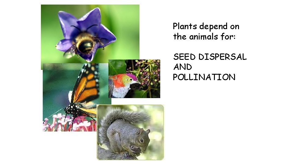 Plants depend on the animals for: SEED DISPERSAL AND POLLINATION 