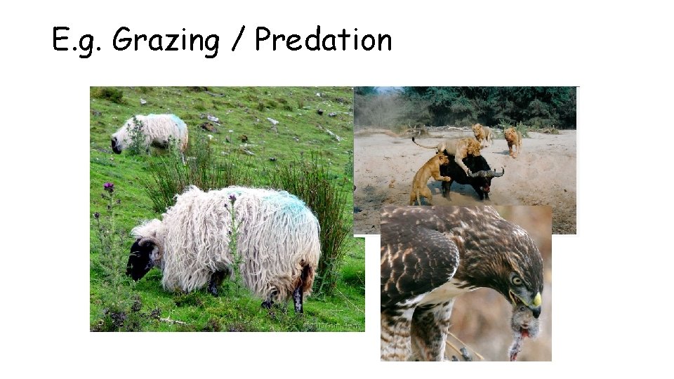 E. g. Grazing / Predation 