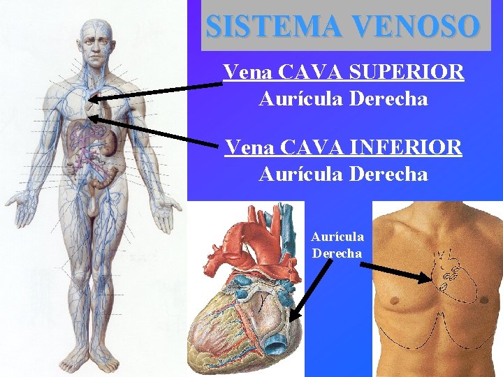 SISTEMA VENOSO Vena CAVA SUPERIOR Aurícula Derecha Vena CAVA INFERIOR Aurícula Derecha 