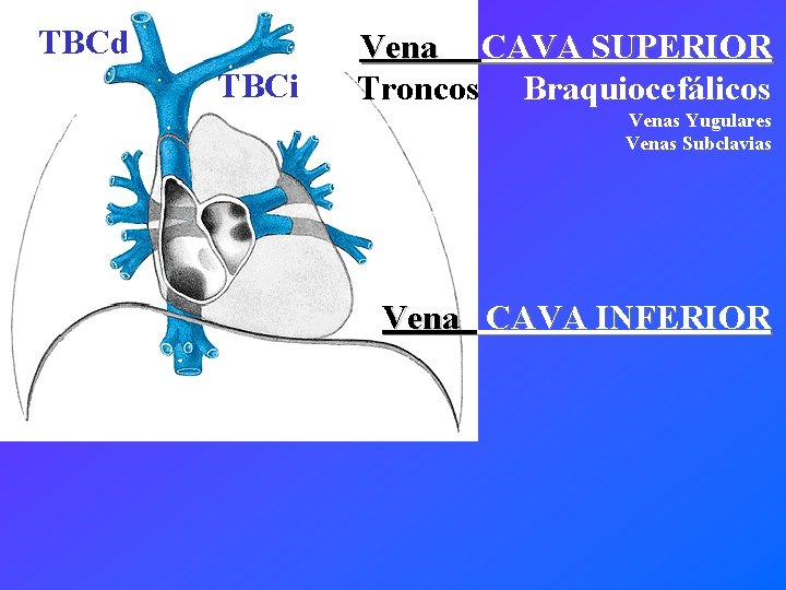 TBCd TBCi Vena CAVA SUPERIOR Troncos Braquiocefálicos Venas Yugulares Venas Subclavias Vena CAVA INFERIOR