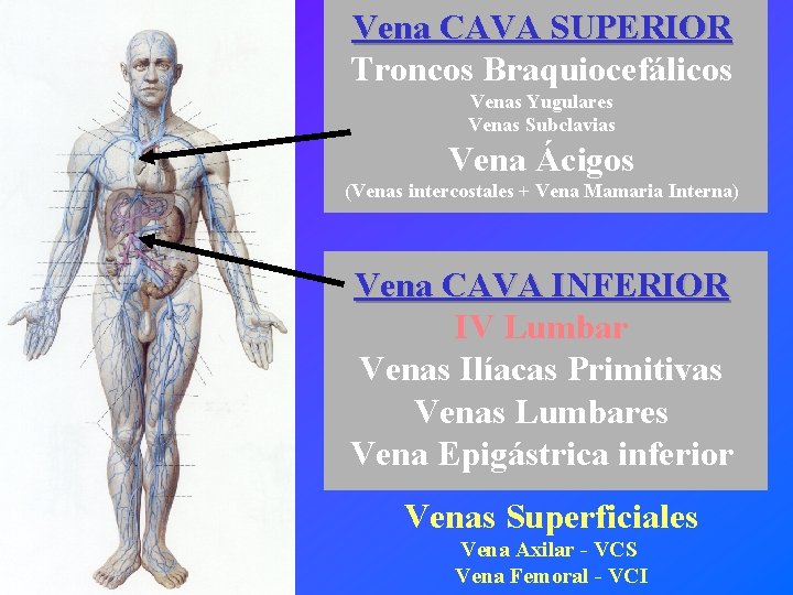 Vena CAVA SUPERIOR Troncos Braquiocefálicos Venas Yugulares Venas Subclavias Vena Ácigos (Venas intercostales +
