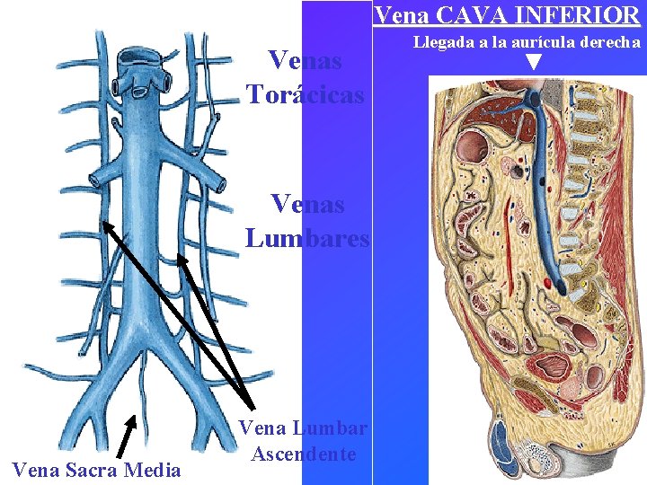 Vena CAVA INFERIOR Venas Torácicas Venas Lumbares Vena Sacra Media Vena Lumbar Ascendente Llegada