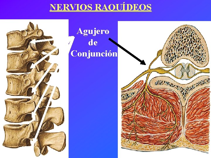 NERVIOS RAQUÍDEOS Agujero de Conjunción 