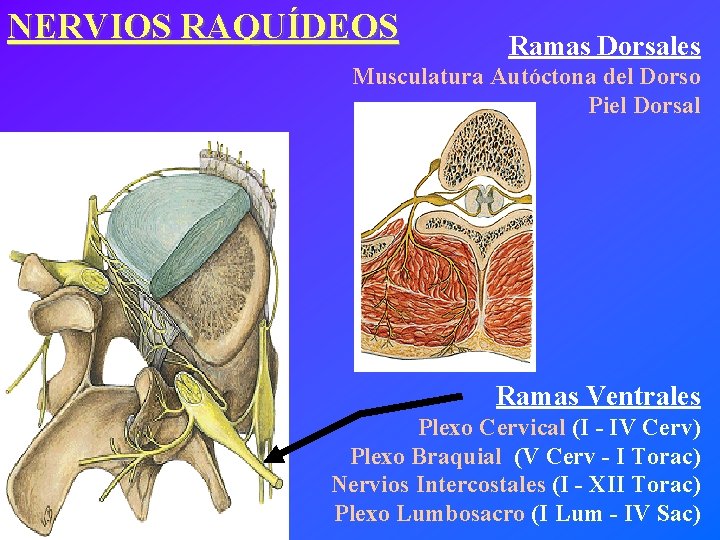 NERVIOS RAQUÍDEOS Ramas Dorsales Musculatura Autóctona del Dorso Piel Dorsal Ramas Ventrales Plexo Cervical