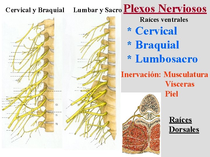Cervical y Braquial Lumbar y Sacro Plexos Nerviosos Raíces ventrales * Cervical * Braquial