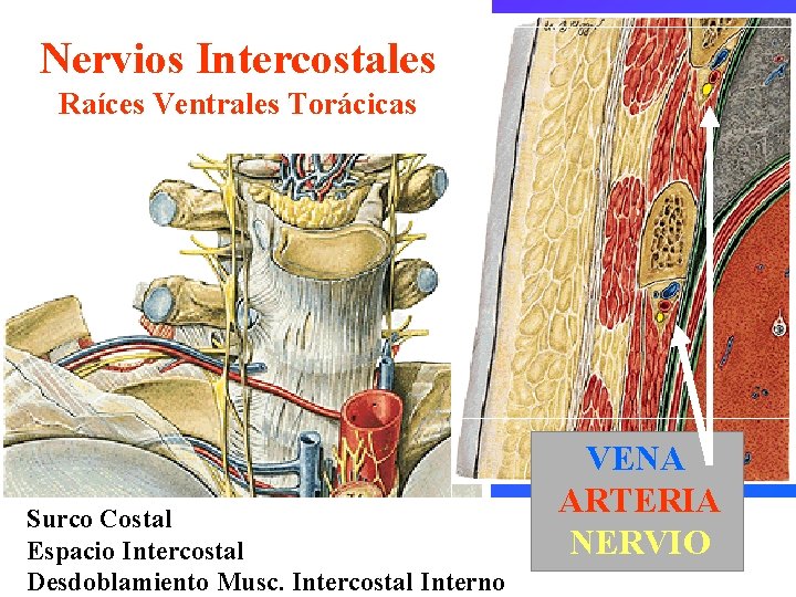 Nervios Intercostales Raíces Ventrales Torácicas Surco Costal Espacio Intercostal Desdoblamiento Musc. Intercostal Interno VENA