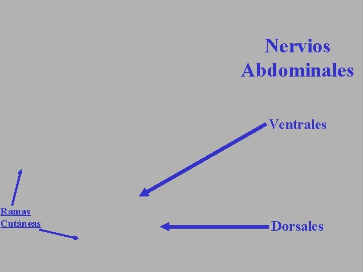 Nervios Abdominales Ventrales Ramas Cutáneas Dorsales 