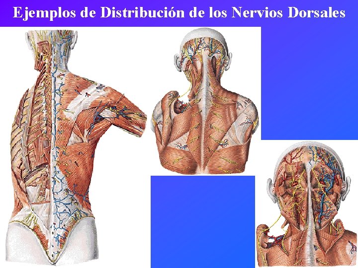 Ejemplos de Distribución de los Nervios Dorsales 