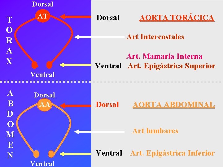 Dorsal T O R A X AT Dorsal AORTA TORÁCICA Art Intercostales Art. Mamaria