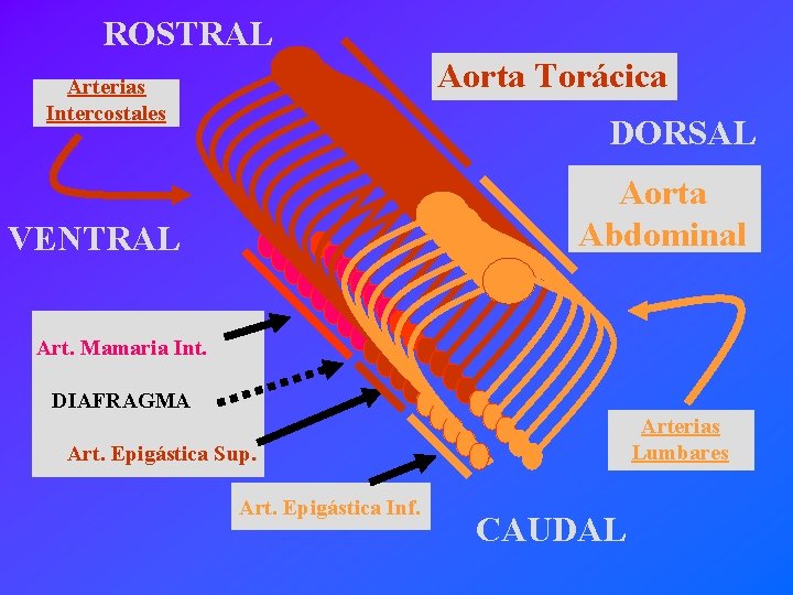 ROSTRAL AT Aorta Torácica AT AT DORSAL AT AT AT Aorta AT AT AT