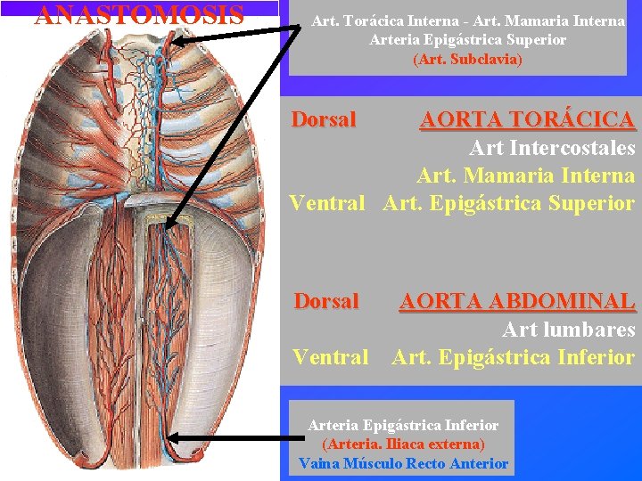 ANASTOMOSIS Art. Torácica Interna - Art. Mamaria Interna Arteria Epigástrica Superior (Art. Subclavia) Dorsal