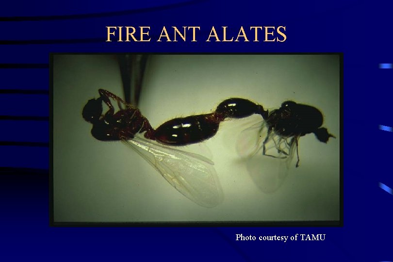 FIRE ANT ALATES Photo courtesy of TAMU 