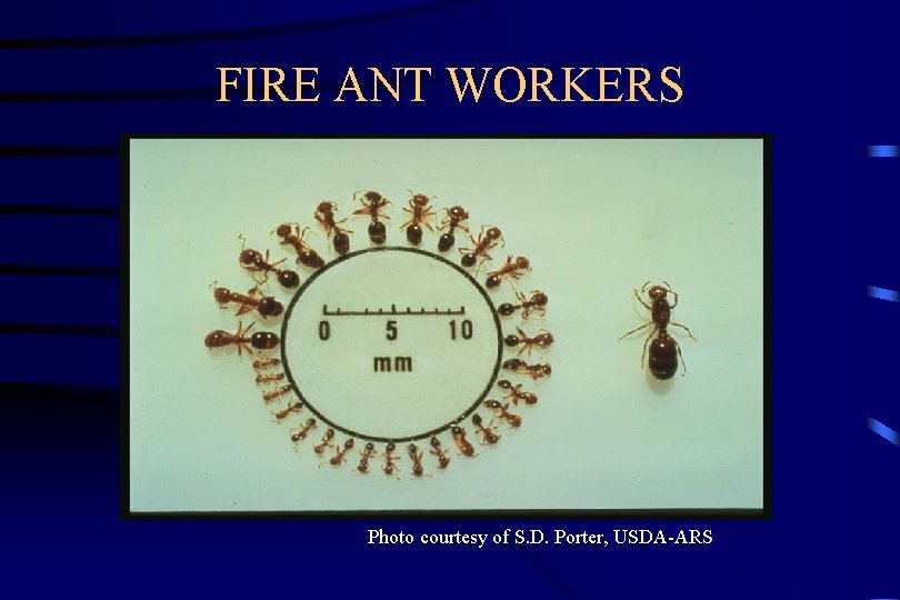 FIRE ANT WORKERS Photo courtesy of S. D. Porter, USDA-ARS 