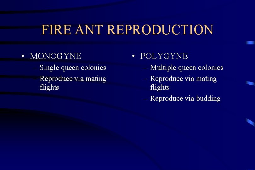 FIRE ANT REPRODUCTION • MONOGYNE – Single queen colonies – Reproduce via mating flights