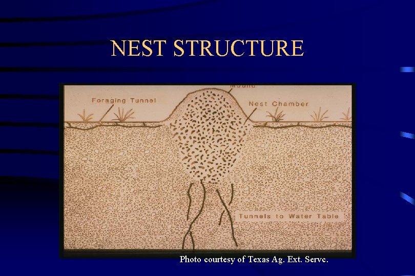 NEST STRUCTURE Photo courtesy of Texas Ag. Ext. Servc. 